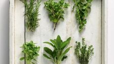 Ελληνικά μυρωδικά: Τα απαραίτητα υλικά της ελληνικής κουζίνας 