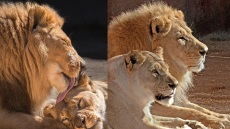 «Αχώριστα» λιοντάρια που έζησαν παρέα πολλά χρόνια υποβλήθηκαν μαζί σε ευθανασία