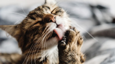 Storm, Tofu και Thunder: Τα γατάκια που κακοποιήθηκαν, ανάρρωσαν και τώρα αναζητούν σπίτι