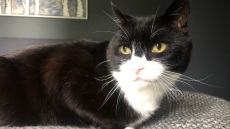 Βρετανία: Στη... σύνταξη βγαίνει ο Πάλμερστον, ο γάτος του Φόρεϊν Όφις