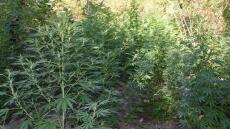 Βρήκαν φυτεία με 104 τεράστια χασισόδεντρα στη Σπάρτη