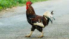 Ιταλός πλήρωσε πρόστιμο επειδή ο κόκκοράς του λαλούσε κάθε πρωί