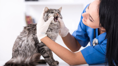 Γάτες: Και αυτές παθαίνουν τερηδόνα και ουλίτιδα – Οι τροφές που τις προφυλάσσουν