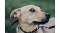 Σκύλος: Οκτώ πράγματα που τον κάνουν να φοβάται - Πώς να τον βοηθήσετε