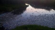 Θράκη: Δεκάδες νεκρά ψάρια στον ποταμό Κομψάτο 