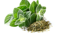 Το ελληνικό αρωματικό που είναι φυσικό αντιβιοτικό και ρίχνει τη χοληστερόλη