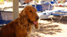 Σκύλος – Θάλασσα: Γιατί δεν πρέπει να τον αφήνετε μόνο στην ακρογιαλιά