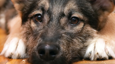 Πόσο αλήθεια είναι ότι ο σκύλος μοιάζει με τον λύκο; Η απάντηση θα σας εκπλήξει