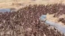 Ταϊλάνδη: Χιλιάδες πάπιες επελαύνουν σε χωράφι - Βίντεο