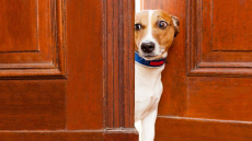 Ο σκύλος φοβάται: Τρεις τρόποι να τον βοηθήσετε να το ξεπεράσει