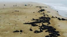 Μυστήριο στη Ναμίμπια: Πάνω από 5.000 μωρά φώκιας ξεβράστηκαν στις ακτές