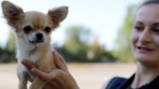 Βίντεο: Ο διάσημος ηθοποιός Ζαν Κλοντ Βαν Νταμ έσωσε από βέβαιο θάνατο σκυλίτσα