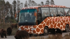 Σανγκάη: Αρκούδες κατασπάραξαν εργαζόμενο ζωολογικού πάρκου μπροστά σε τουρίστες - Δείτε βίντεο