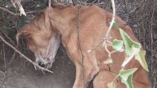 Κερατέα: Εικόνες-σοκ με κρεμασμένο σκυλί