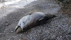 Αχαΐα: Ψάρι μήκους 2,5 μέτρων ξεβράστηκε στην παραλία του Λόγγου