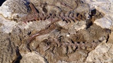 Ανακαλύφθηκε ερπετό πρόγονος του πτερόσαυρου που έζησε πριν από 237 εκατ. χρόνια 