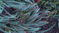 Κορωνοϊός: Δείτε φωτογραφίες πώς προσβάλλει τα κύτταρα του αναπνευστικού 