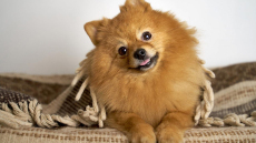 Αλήθεια ή ψέμα ότι ένας σκύλος γελάει και γαργαλιέται;