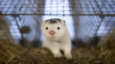 Κορωνοϊός - Πολωνία: Εντοπίστηκε σε εκτροφείο βιζόν στέλεχος που μεταδίδεται σε ανθρώπους