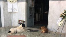 Γαργαλιάνοι: Συγκινούν τα σκυλάκια που ήταν κοντά στο αφεντικό τους ακόμη και στην κηδεία