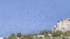 Σμήνος από ψαροπούλια «σκέπασε» τον Κορινθιακό - Δείτε εντυπωσιακό βίντεο 