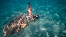 Προστατευόμενα είδη: Πώς συμπεριφερόμαστε αν συναντήσουμε ένα άγριο ζώο