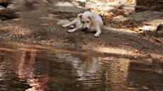 «Το Ημερολόγιο ενός Σκύλου»: Μια διαδικτυακή παράσταση για την ανθρώπινη απώλεια