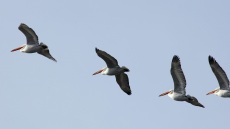 Σενεγάλη: Περίπου 750 πελεκάνοι βρέθηκαν νεκροί σε καταφύγιο πουλιών