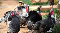 Βρετανία: Η γρίπη των πτηνών αποδεκάτισε γαλοπούλες ελευθέρας βοσκής που εκτρέφονταν για τα Χριστούγεννα