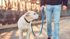 Ελληνική Αστυνομία: 300 ευρώ πρόστιμο σε όποιον βγάζει βόλτα τον σκύλο του χωρίς λουρί