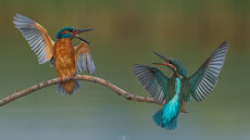 Καστοριά: Ο καβγάς ανάμεσα σε ένα ζευγαράκι... αλκυόνες πήρε το πρώτο βραβείο σε διαγωνισμό φωτογραφίας!