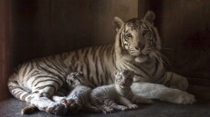 Κορωνοϊός - Πακιστάν: Νεκρά δύο λευκά τιγράκια σε ζωολογικό πάρκο, πιθανώς από Covid-19