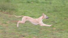 Ουίπετ: Ο παιχνιδιάρης και ευγενικός σκύλος που ταιριάζει σε κάθε οικογένεια