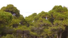 Χαλκιδική: Συλλέγει τα «δάκρυα» από 4.500 πεύκα