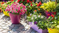 Κορωνοϊός - Θεσσαλονίκη: Πουλούσε λουλούδια παρά την απαγόρευση