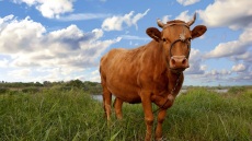 Είναι το μοσχάρι Hanwoo καλύτερο από τα Kobe και τα Wagyu;