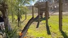 Ελέφαντας κατά άνδρα και της κόρης του - Μπήκαν στο κλουβί του για σέλφι 