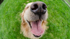 Απίστευτο το πόσα «πιάνει» η μύτη του σκύλου – Μυρίζει την ασθένεια και όχι μόνο