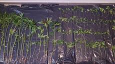 Λέσβος: Εντοπίστηκαν 70 φυτά κάνναβης στη δομή μεταναστών στο Καρά Τεπέ