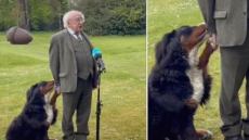 Ιρλανδία: Ο πρόεδρος της χώρας δίνει συνέντευξη ενώ ο σκύλος του «απαιτεί» προσοχή (Viral βίντεο)