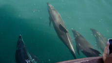 Νεκρά εντοπίστηκαν δύο δελφίνια και μία θαλάσσια χελώνα σε παραλίες της βόρειας Ελλάδας