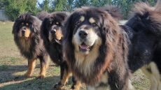 Θιβετιανό Μαστίφ: Ρωμαλέος, ισχυρογνώμων και γεννημένος φύλακας