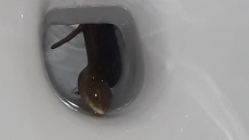 Θεσσαλονίκη: Βρήκε σαύρα στη λεκάνη της τουαλέτας της