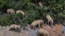 «Σαρώνουν» τα πάντα οι ασιατικοί ελέφαντες που έγιναν viral για τον ύπνο τους - Περιπλανώνται στο άγνωστο, ένας «ξεστράτισε» από το κοπάδι