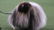 Westminster Kennel Club: Ο Γουασάμπι το πεκινουά θριάμβευσε στον διαγωνισμό σκύλων - Δείτε βίντεο
