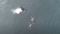 Το μυστήριο της Όρκας: Πώς αναπτύσσουν κοινωνικές επαφές οι «δολοφόνοι φάλαινες» - Δείτε βίντεο