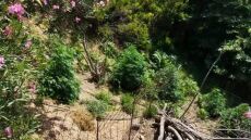 Ηράκλειο: Χασισοκαλλιεργητής προσπάθησε να εμβολίσει περιπολικό