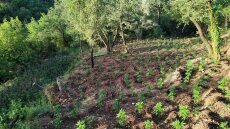 Ανδρίτσαινα: Εντοπίστηκε φυτεία κάνναβης με 4.325 δενδρύλλια και δύο παρατηρητήρια!