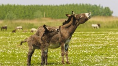 Γάλα γαϊδούρας: Πόσα ξέρετε για το πολύτιμο αυτό γάλα;