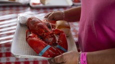 Η Βρετανία θα απαγορεύσει το βράσιμο των ζωντανών αστακών